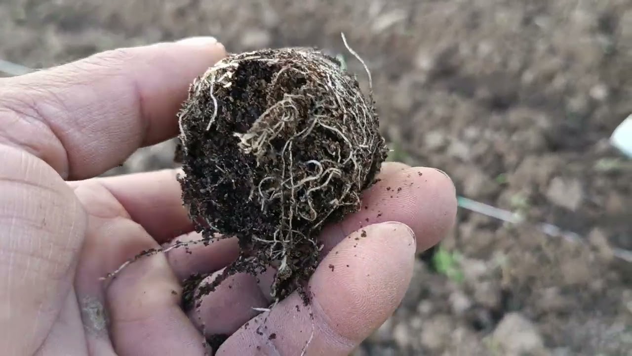 Domateste Dikey (Tüplü) Ekim Yöntemi