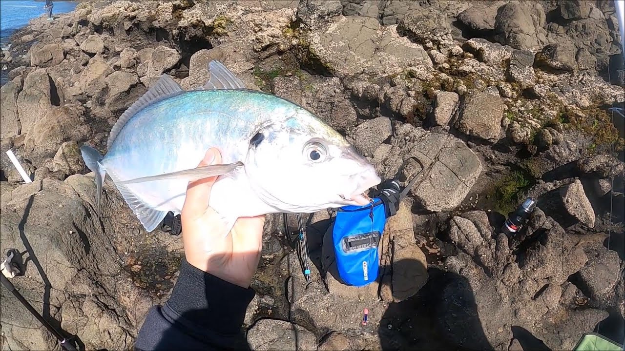 NZ Rock Fishing for Trevally - Long wait pays off!