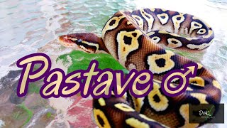 Pastave ♂ - Ball Python - Outdoors Profile
