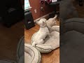 Minya the Westie Doesn&#39;t Want to Play