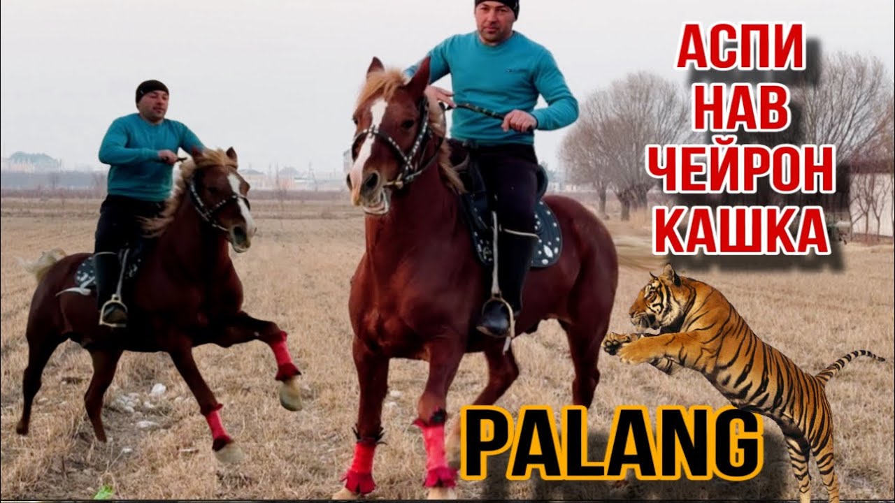 Аспи бузи гарантия Паланг чейрон кашка 28 декабря 2024 г.