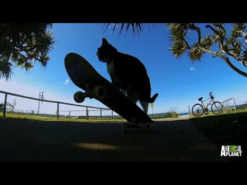 Didga the Skateboarding Cat - YouTube