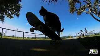 Didga the Skateboarding Cat