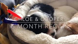 Puppy Progress - 8 weeks to 6 months, videos, Cavalier King Charles Spaniels - Chloe and Cooper