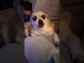 #chihuahua #doglife #pet #lazydog #fyp #youtubeshorts