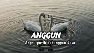 Anggun,angsa putih kebanggan desa #ceritamenarik #ceritadunia
