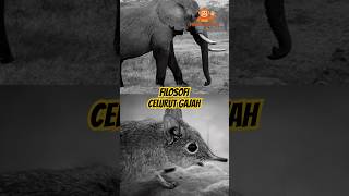 FILOSOFI CELURUT GAJAH/ELEPHANT  SHREW