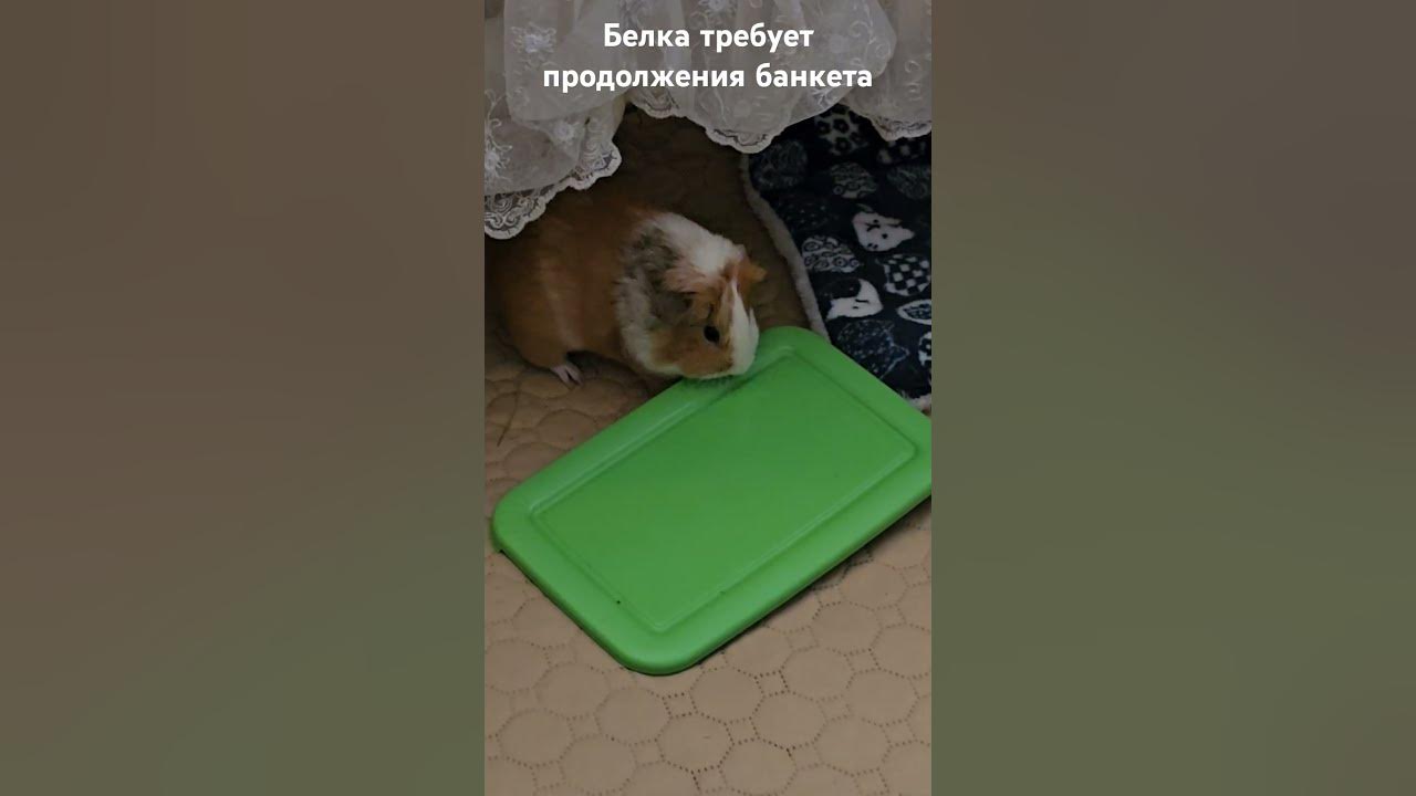 Морская свинка Белка не понимает, почему кончилась морковка # ...