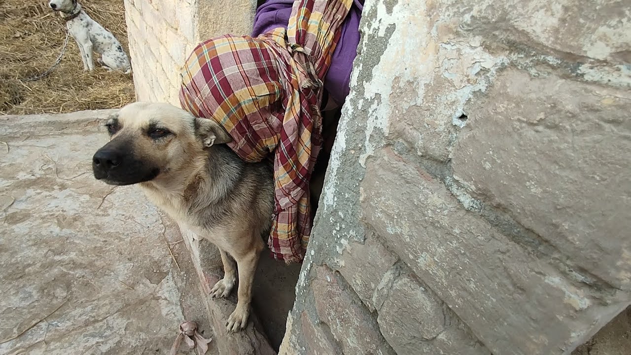 I Had  A Lot Funny Playing Boy With The Funny Dog Today Mera Gaon Mera Shehr.