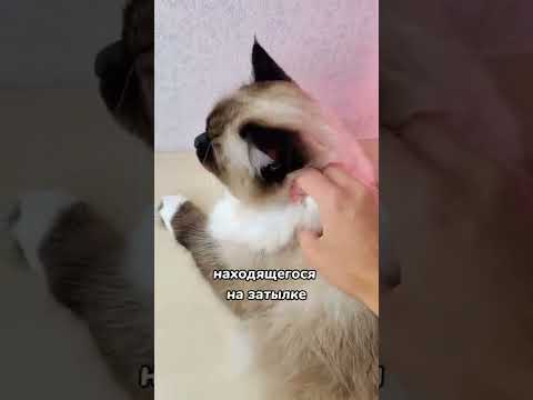 Вот почему кошку нельзя брать за шкирку