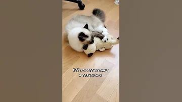 Вот почему кошку нельзя брать за шкирку