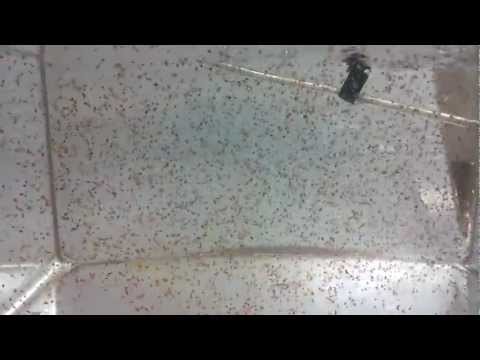 So many baby jellyfish! (moon jellyfish ephyra) So many baby jellyfish! (moon jellyfish ephyra)