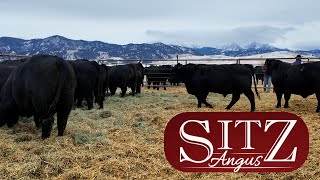 Sitz Angus: 60th Fall Bull Sale
