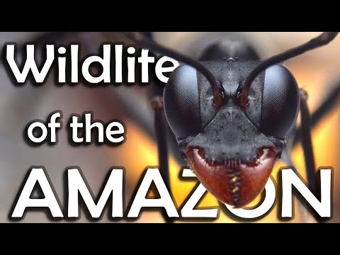 Rare insects in the AMAZON RAINFORREST - Documentary