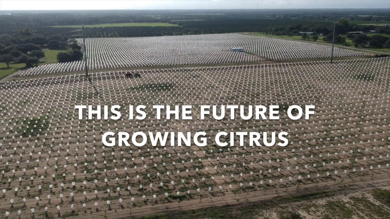 Hundreds of citrus growers using Tree Defender to protect trees from
