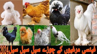 Fancy Hen Different Breeds Chikes Available 🐥 Turkey 🦃 Chikes Available ❤️