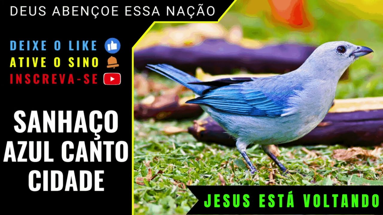 UM DOS MELHORES CANTOS O SANHAÇO CIDADE