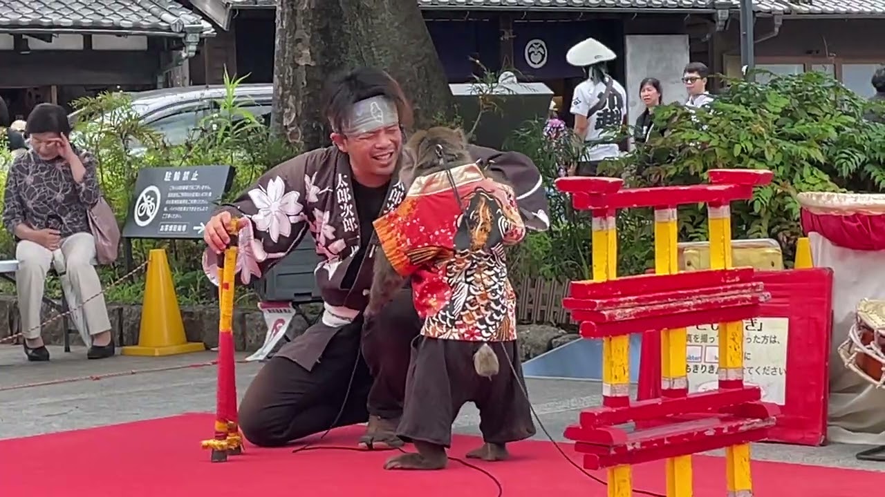 20250601小江戶川越街頭的猿表演