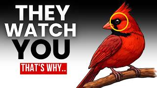 Birds Are Watching You: What They've Learned From Your Behavior?