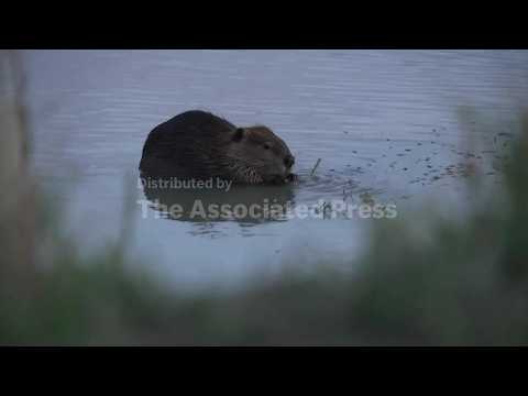 Beavers help heal watersheds in drought-stricken US West, experts say