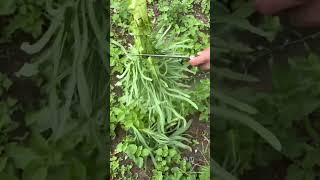 Download Lagu https://v.douyin.com/i6P9Xqjj/ MP3