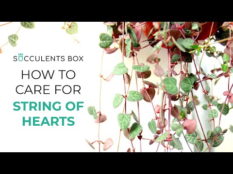 Video: Vodič za njegu Calico Hearts: Informacije o sukulentu Calico Hearts i savjeti za uzgoj