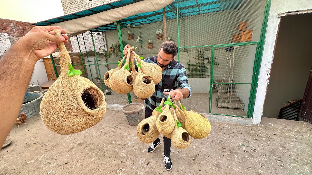 Hand Made Nests Master Cage Main Lga Dye😍Bht Piare hain