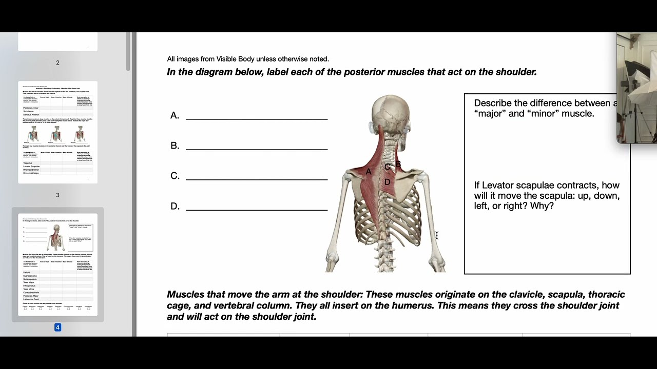 Lab 7 Activity - Appendicular Muscles - YouTube