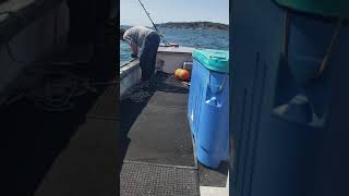 tail strapped tuna 9/7/2020 #maine #saltlife #bluefintuna #wickedtuna #golfofmaine #maine