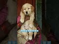 bestquality#goldenretiever #goldenretriever #goldenretrivershorts #shorts #youtubeshorts #bargarh