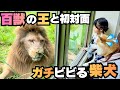 【ガチビビり】ライオンに怯える柴犬が娘より動物園満喫しすぎww