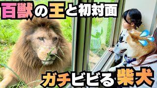 【ガチビビり】ライオンに怯える柴犬が娘より動物園満喫しすぎww