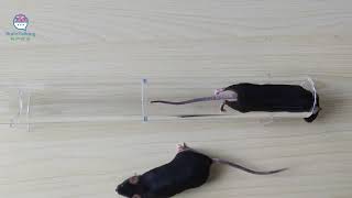 Celebrity Mouse rough and tumble play Wealth