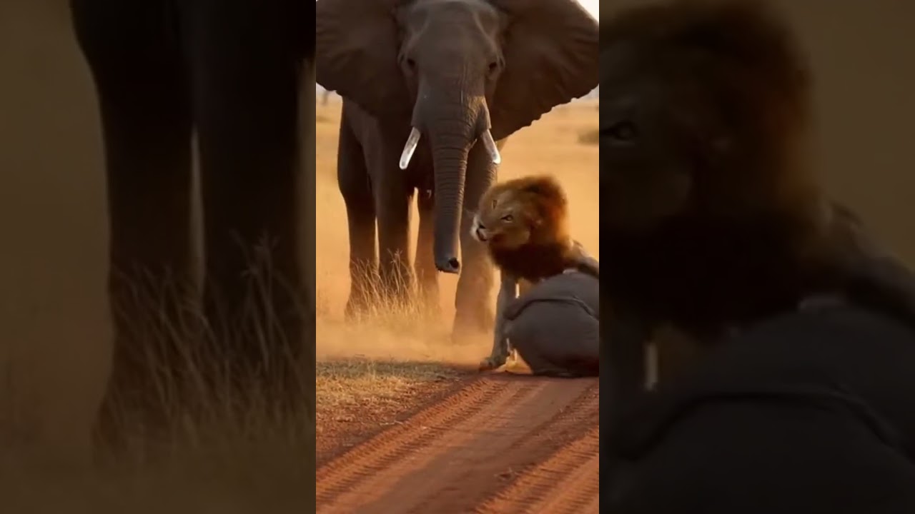 Can the elephant protect its calf from the fierce predator attack 