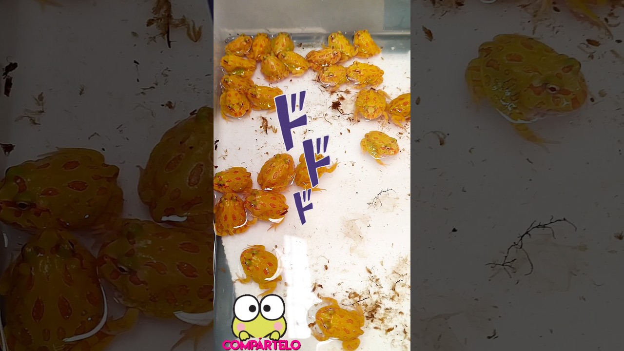 RANAS PACMAN 白青蛙 