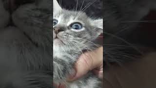 American Man Teams Up With Peruvian Cat To Torture Peruvian Kitten With Way Too Much Love Part 2