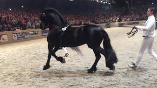 Jasper 366 hengstenkeuring 2018 (stallion show)