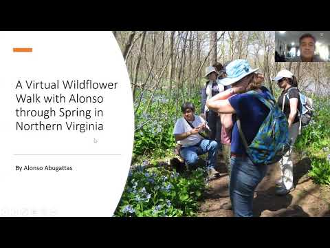 Video: Wildflower Bluets – Kasvavad Bluets Quaker Ladies