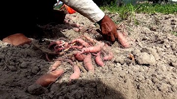 Nhọc nhằn mưu sinh nghề trồng khoai lang trên ruộng bậc thang, Núi Tô, Tri Tôn, An Giang 08/05/2019