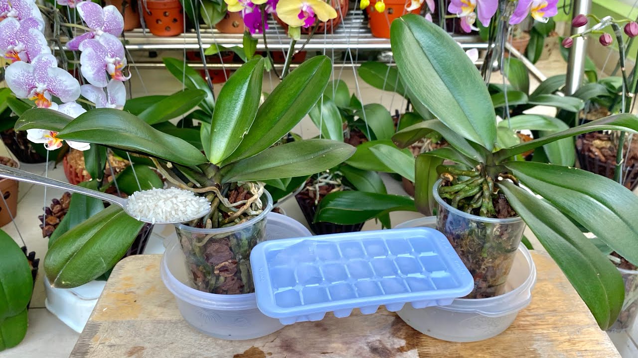 Эти питательные орхидеи будут обильно цвести и устойчиво расти
