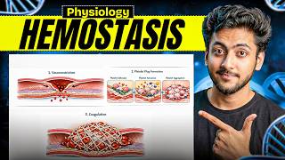 Physiology - Hemostasis Mbbs 1St Year Full Explanation With Notes Mbbs World