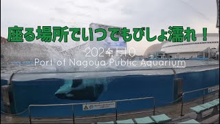 【シャチ】2024.1.10 座る場所でいつでもびしょ濡れ #名古屋港水族館