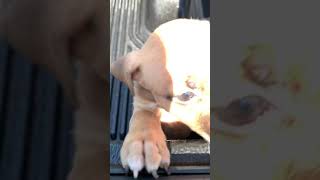 Beautiful Apbt Pup Bulldog