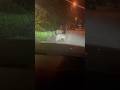 Wild Boars Invade Tourist Resort! 😱