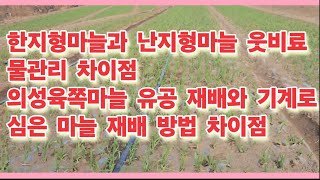 한지형마늘과 난지형마늘 웃비료, 물관리 차이점, 의성육쪽마늘 유공 재배와 기계로 심은 마늘 재배 방법 차이점(농사의신)