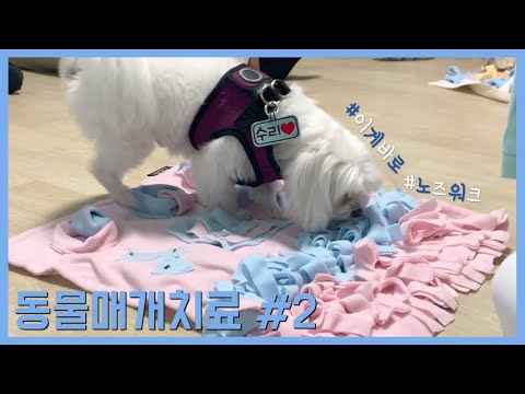 제2화 한마음으로 소소하고 확실한 행복찾기! 동물매개프로그램 (KBS강태원복지재단 2020 사회복지공모사업)