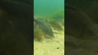 Different species feeding, can you name them?