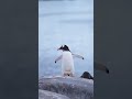 Let S Dance With The Penguins 