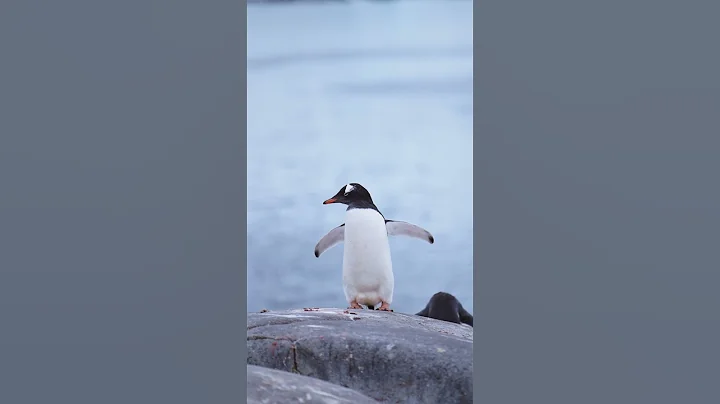 Let's Dance with the Penguins!