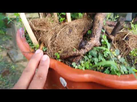 Video (đã bán)11/9 Gl cây bonsai ghép cúc bình định phôm... - youtube
